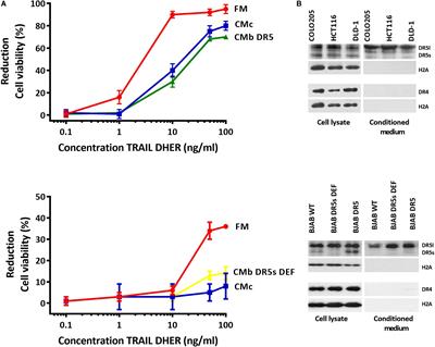 Death Receptor 5 Displayed on Extracellular Vesicles Decreases TRAIL Sensitivity of Colon Cancer Cells